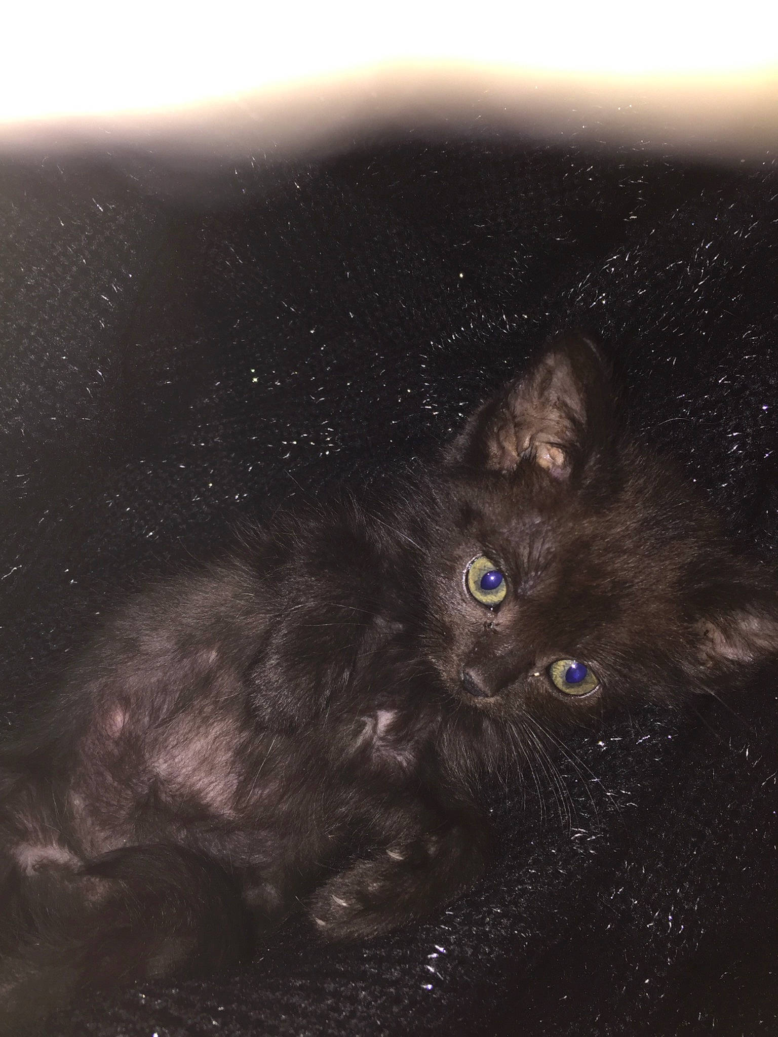 Pépette a rejoint le concours — aidez-le/la à gagner de superbes lots ! astronomical_object, atmosphere, black, black_cat, carnivore, cat, darkness, earth, eye, felidae, iris, mountain, night, sky, small_to_medium_sized_cats, space, whiskers