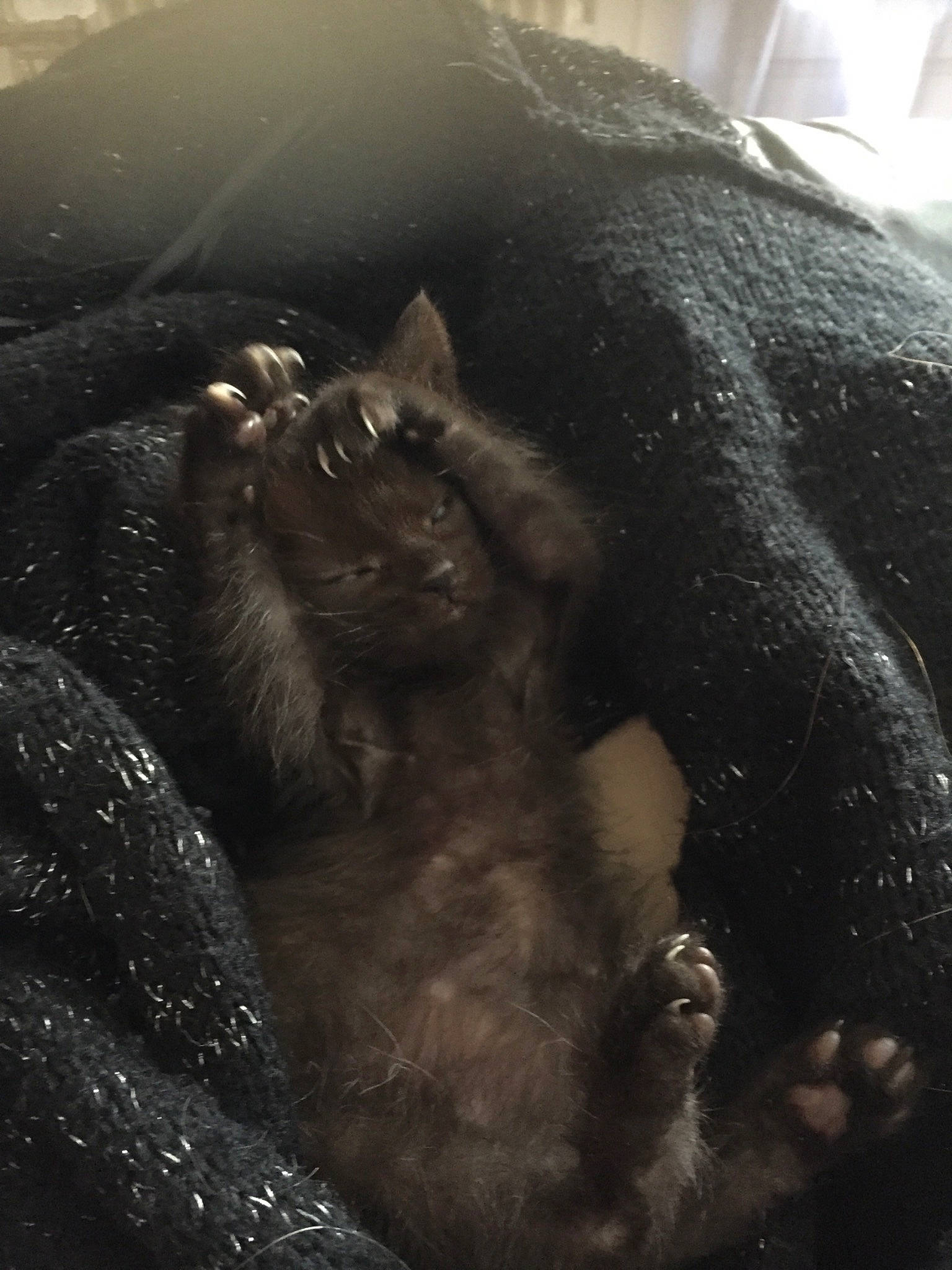 Pépette participe au concours pour gagner de l'argent avec cette photo : black, black_cat, carnivore, cat, felidae, fur, small_to_medium_sized_cats, snout, whiskers