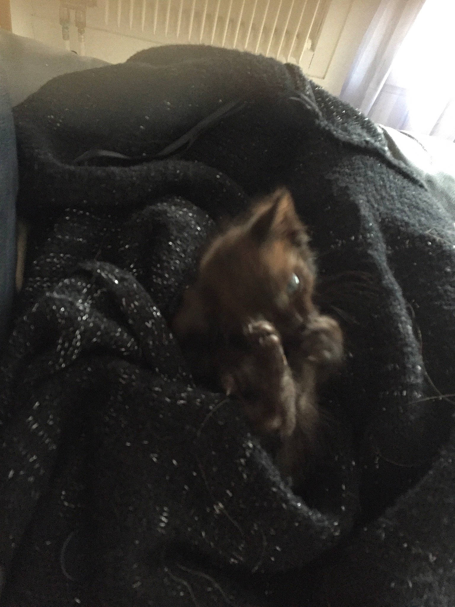 Pépette a rejoint le concours — aidez-le/la à gagner de superbes lots ! black, canidae, cat, ear, fur, room, sleep