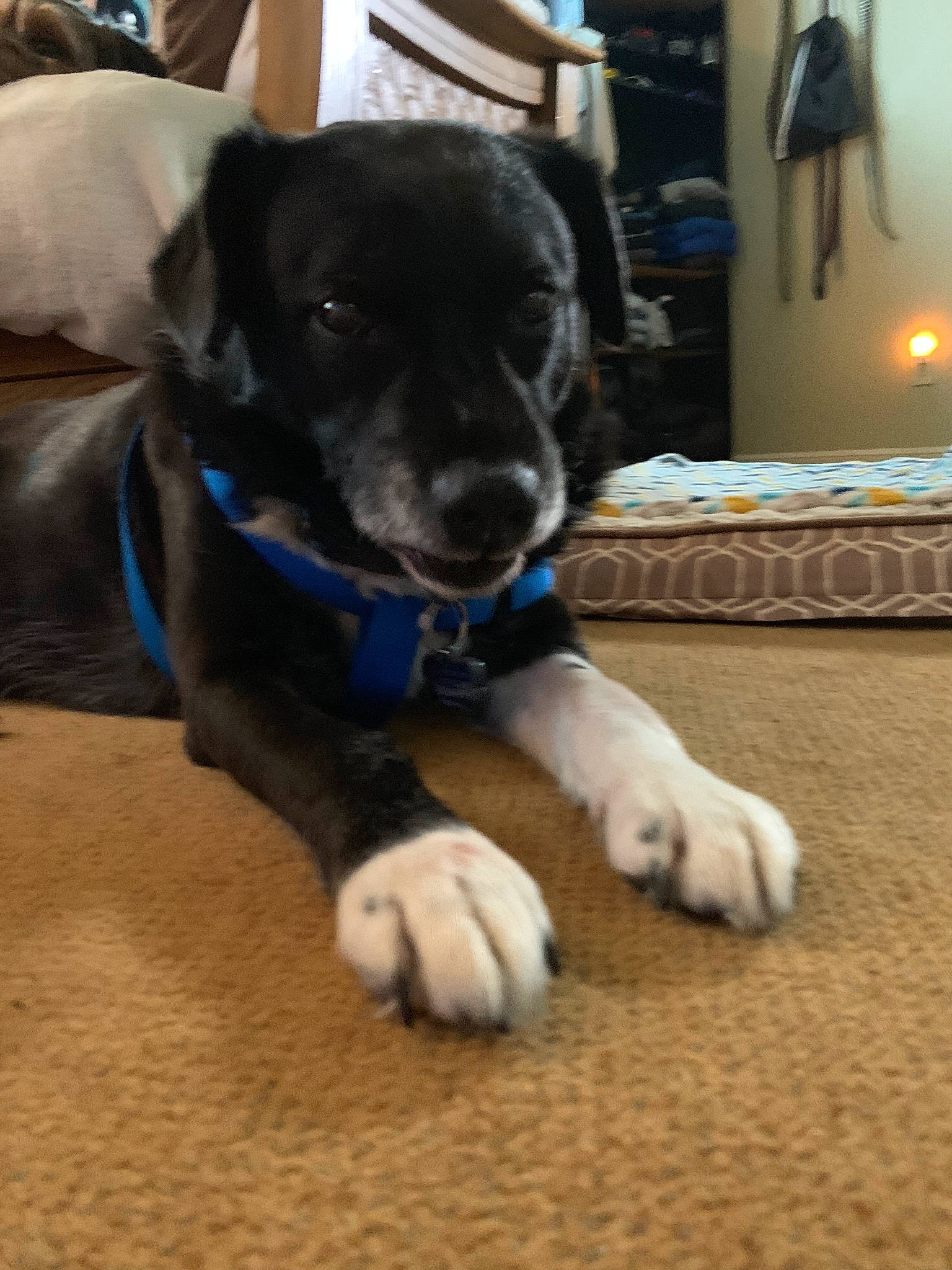 Boots joined the competition — help win amazing prizes! canidae, carnivore, collar, companion_dog, dog, dog_breed, dog_collar, electric_blue, fawn, floor, flooring, fur, hardwood, pet_supply, snout, sporting_group, tail, whiskers, wood, working_animal