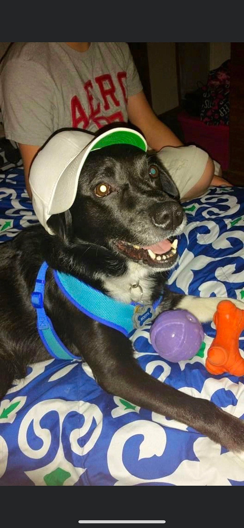 Boots joined the competition — help win amazing prizes! borador, canidae, carnivore, collar, companion_dog, dog, dog_breed, dog_collar, dog_supply, dog_toy, fawn, fur, non_sporting_group, personal_protective_equipment, pet_supply, plastic, snout, sporting_group, working_animal