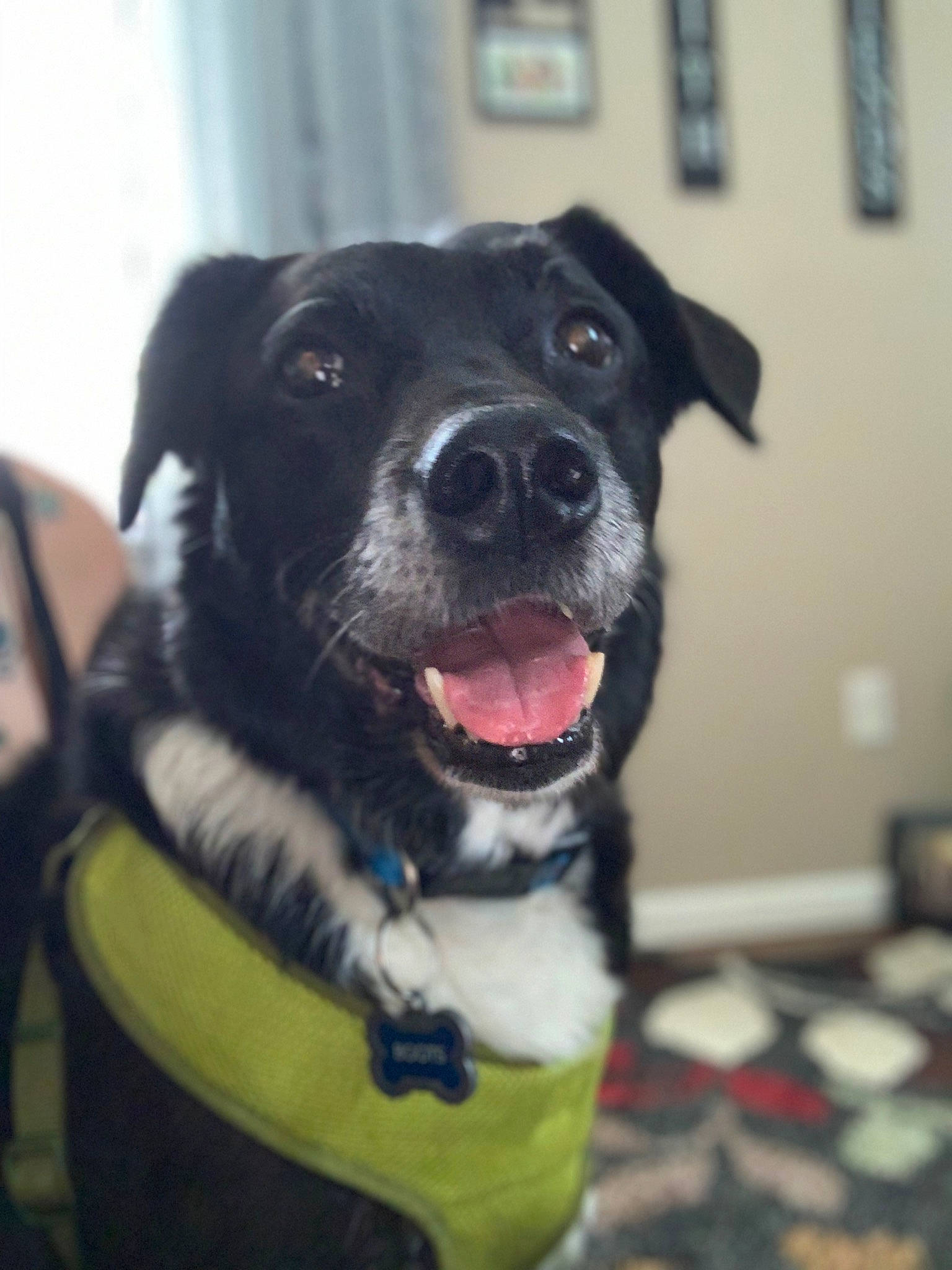 Boots is registered to the contest to win money with this photo: auto_part, borador, carnivore, chair, collar, companion_dog, dog, dog_breed, dog_collar, fawn, fur, guard_dog, leash, personal_protective_equipment, pet_supply, snout, sporting_group, whiskers, working_animal, working_dog