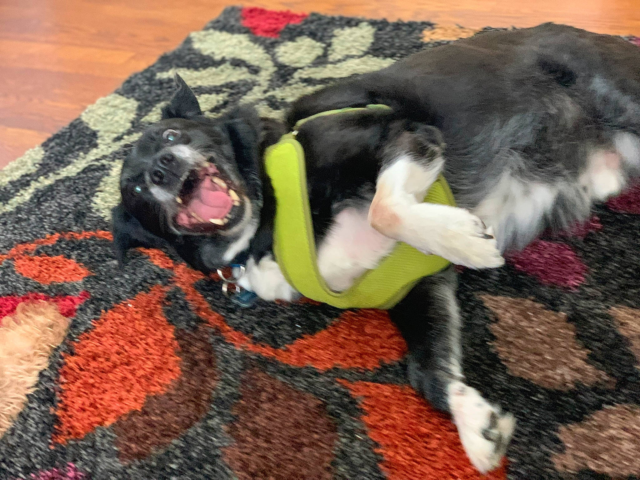 Boots joined the competition — help win amazing prizes! canidae, carmine, carnivore, comfort, companion_dog, dog, dog_breed, dog_supply, fawn, felidae, fur, linens, pattern, paw, small_to_medium_sized_cats, snout, sporting_group, tail, vertebrate, working_animal