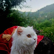 Lujain is registered to the contest to win money with this photo: animal, bow, calm, cat, cute, eyes, fluffy, forest, fur, mammal, nature, outdoor, pet, portrait, red_clothing, rocks, scenic, side_view, white_cat, wildlife