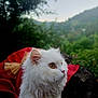 animal, bow, calm, cat, cute, eyes, fluffy, forest, fur, mammal, nature, outdoor, pet, portrait, red_clothing, rocks, scenic, side_view, white_cat, wildlife