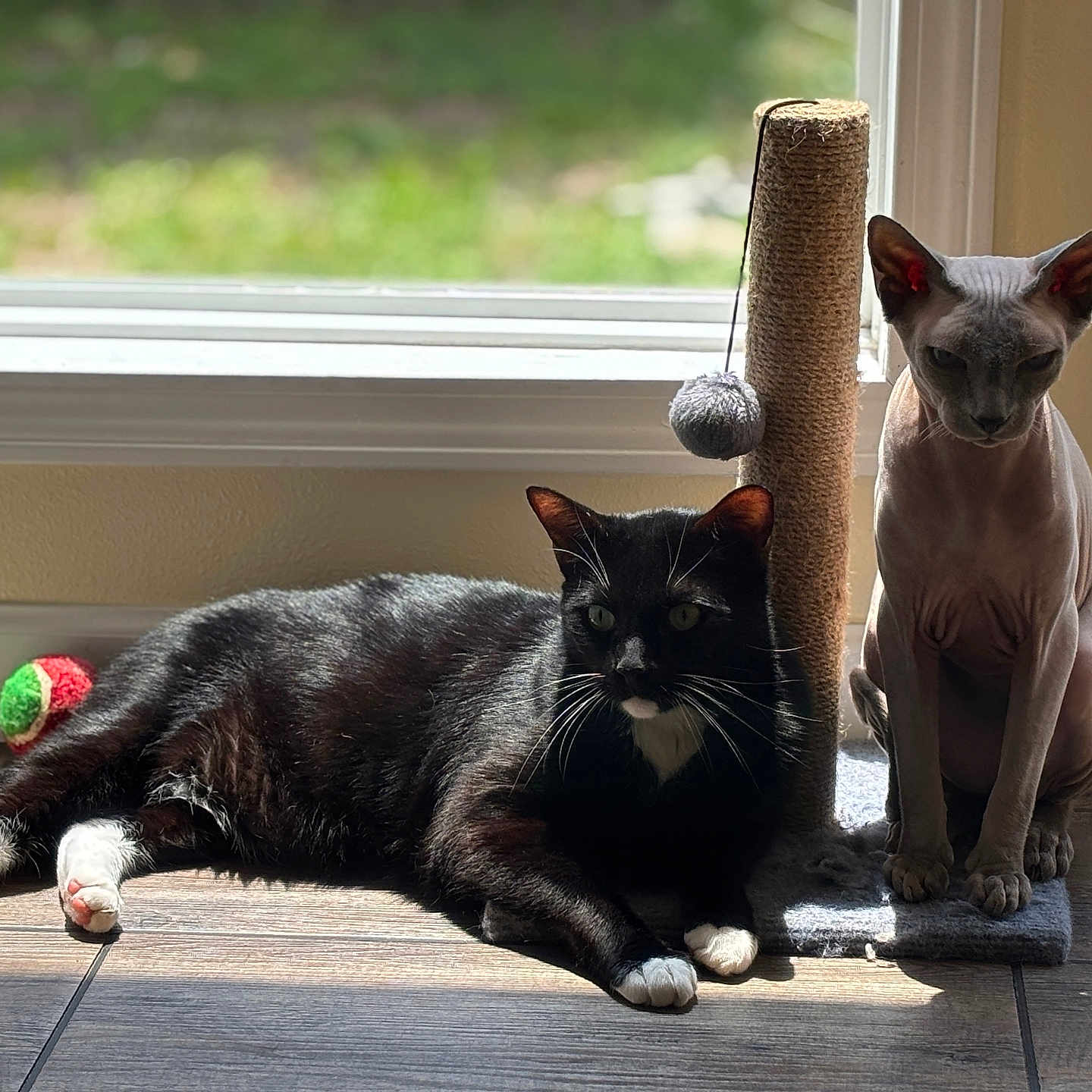 Keith And Ghost is registered to the contest to win money with this photo: animal, cat, curious, domestic, feline, greenery, house, indoor, natural_light, pets, relaxation, resting, scratching_post, sitting, sphynx_cat, sunlight, toy, tuxedo_cat, window, wooden_floor