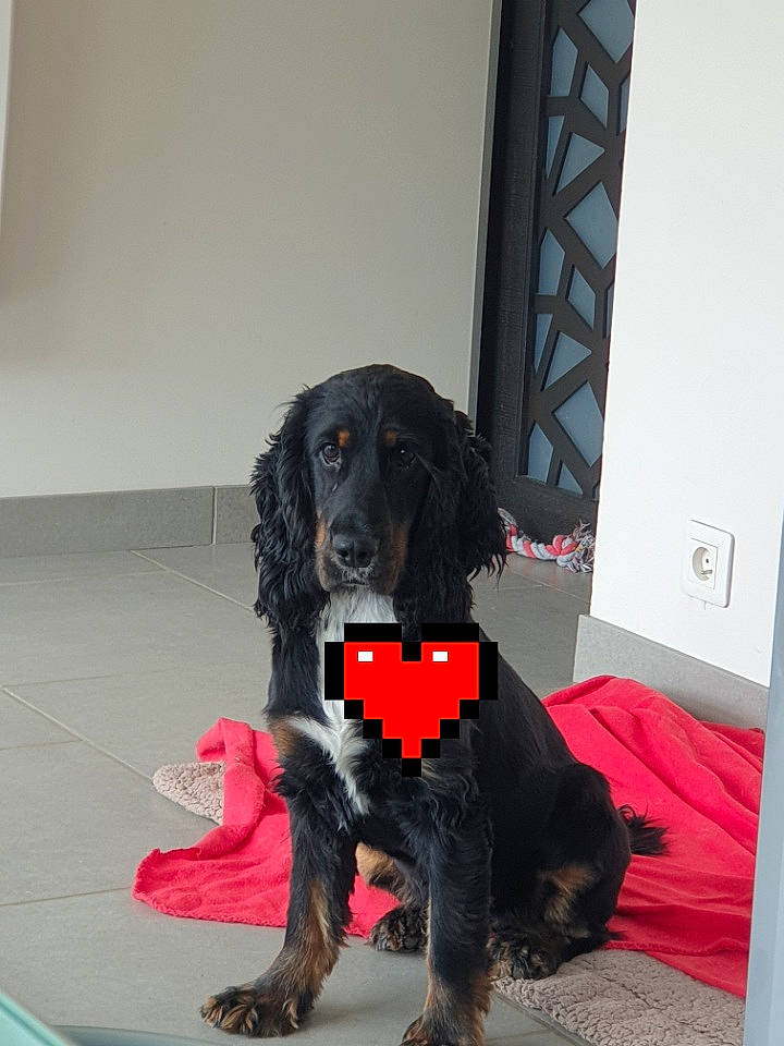 Tina participe au concours pour gagner de l'argent avec cette photo : borador, canidae, carnivore, collar, companion_dog, dog, dog_breed, dog_supply, door, flooring, fur, gun_dog, liver, snout, sporting_group, terrestrial_animal, wall_plate, working_animal, working_dog