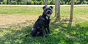 Vaya a rejoint le concours — aidez-le/la à gagner de superbes lots ! black_dog, building, canine, daytime, dog, grass, greenery, happy, harness, modern_building, nature, outdoor, panting, park, pet, sitting, smiling_dog, sunny, trees, wooden_posts