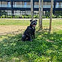 black_dog, building, canine, daytime, dog, grass, greenery, happy, harness, modern_building, nature, outdoor, panting, park, pet, sitting, smiling_dog, sunny, trees, wooden_posts