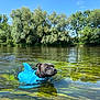 adventure, animal, blue_sky, canine, daytime, dog, greenery, life_jacket, nature, outdoor, pet, reflection, river, shark_fin, summer, sunny, swimming, trees, water, water_plant