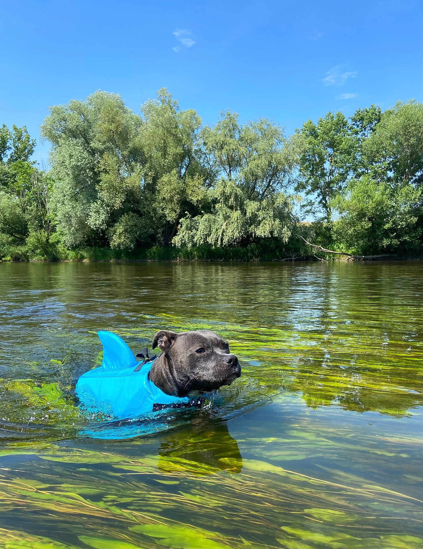 Vaya