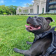 Vaya a rejoint le concours — aidez-le/la à gagner de superbes lots ! black_dog, building, canine, clouds, collar, daytime, dog, grass, happy, harness, leisure, nature, outdoor, park, pet, resting, sky, smiling, tongue_out, trees