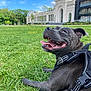 black_dog, building, canine, clouds, collar, daytime, dog, grass, happy, harness, leisure, nature, outdoor, park, pet, resting, sky, smiling, tongue_out, trees