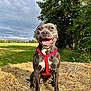 Vaya participe au concours pour gagner de l'argent avec cette photo : animal, canine, cloudy_sky, daytime, dog, field, grass, greenery, happy, harness, nature, outdoor, pet, portrait, sitting, smiling, straw, sunlight, tongue_out, tree