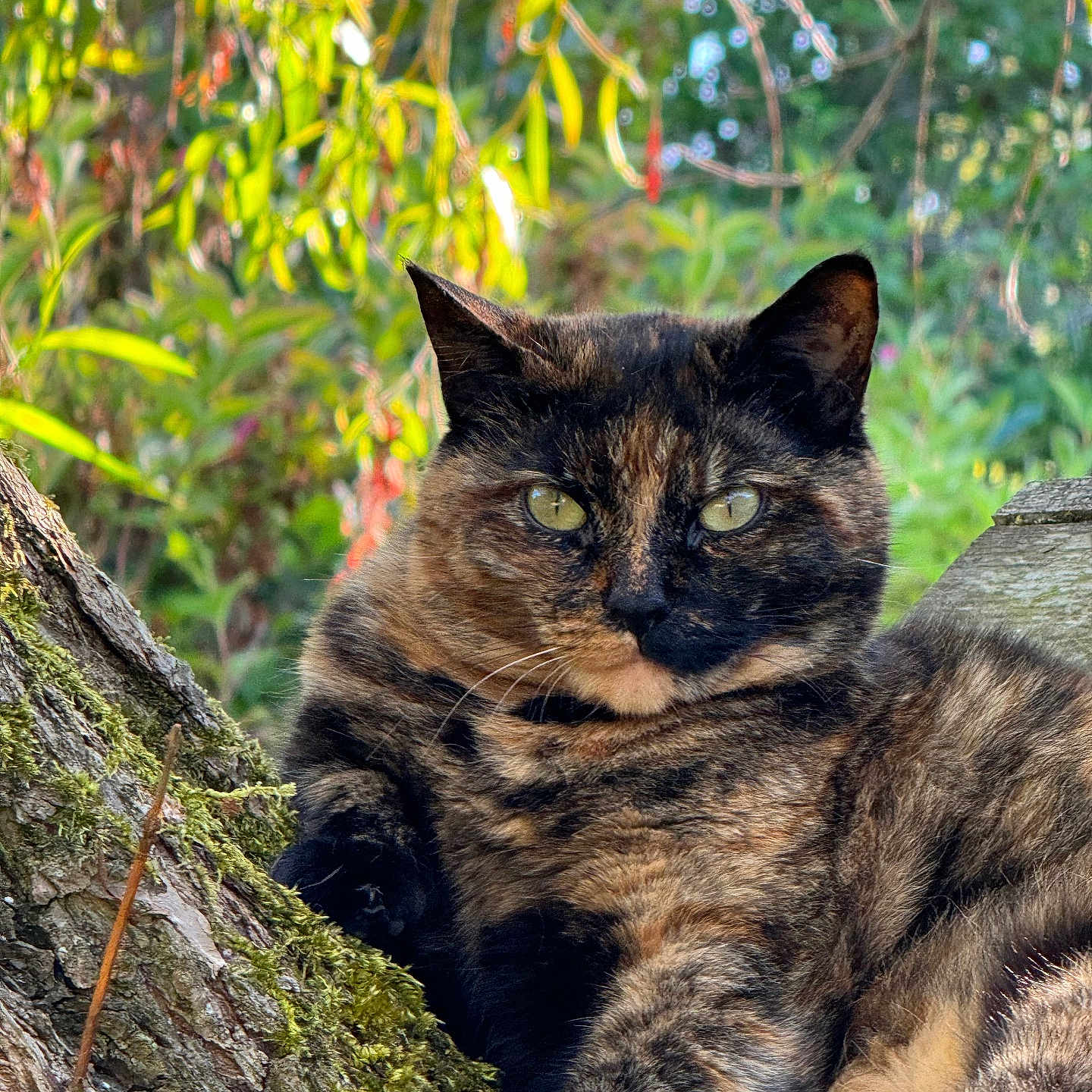 Birdy joined the competition — help win amazing prizes! abyssinian, angora, animal, blackcat, brasssection, cat, den, horn, indoors, jungle, kitten, leaf, manx, musicalinstrument, pet, plant, siamese, tree, treetrunk, wood