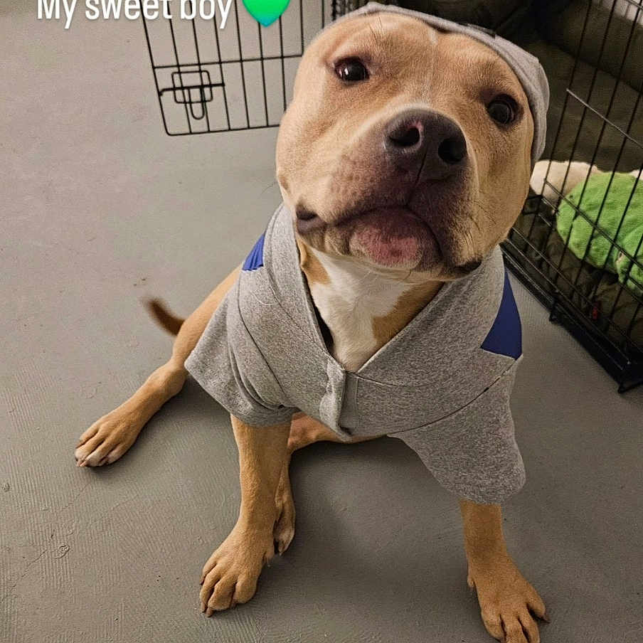 Frank joined the competition — help win amazing prizes! animal, ball, boxer, bulldog, canine, den, dog, doghouse, frenchbulldog, hound, indoors, kennel, labradorretriever, pet, pitbull, puppy, snout, sport, tennis, tennisball