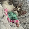 Bella a rejoint le concours — aidez-le/la à gagner de superbes lots ! cat, kitten, pet, furry, blanket, cozy, toy, pink, green, paw, fur, closeup, indoor, cute, animal, relaxed, sleepy, comfort, soft, resting