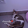 cat, animal, pet, floor, tile, wall, socket, relaxed, indoor, cute, feline, paw, looking, resting, cozy, purple_tint, text_overlay, heart, time, domestic