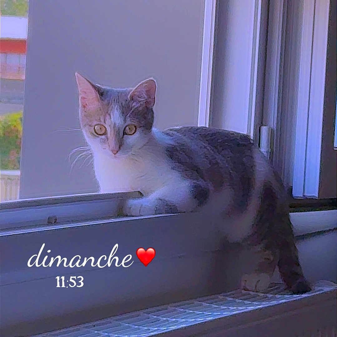 Bella a rejoint le concours — aidez-le/la à gagner de superbes lots ! cat, windowsill, radiator, indoor, pet, animal, curious, white, gray, fur, ears, whiskers, looking, daylight, window, home, cozy, resting, feline, domestic