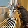 Bella participe au concours pour gagner de l'argent avec cette photo : cat, kitten, indoor, window, radiator, paw, fur, gray, white, curious, pet, animal, cozy, couch, resting, young, closeup, whiskers, ears, domestic