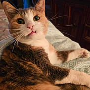 Frannie joined the competition — help win amazing prizes! animal, blanket, calico_cat, cat, close_up, curious, cute, feline, fur, green_eyes, home, indoor, lying_down, paws, pet, pink_nose, portrait, relaxed, short_hair, whiskers