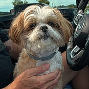 Quinn is registered to the contest to win money with this photo: brown_and_white, car_interior, close_up, cloudy_sky, collar, companion, cute, dog, fluffy, fur, hand, lap, outdoor, person, pet, relaxed, sitting, small_dog, steering_wheel, window