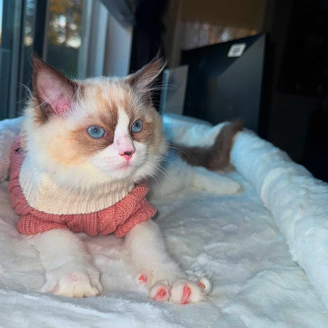 Minnie is registered to the contest to win money with this photo: abyssinian, angora, animal, bed, blanket, cat, clothing, face, furniture, head, indoors, kitten, knitwear, manx, person, pet, photography, portrait, siamese, sweater