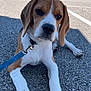 Azur participe au concours pour gagner de l'argent avec cette photo : dog, beagle, puppy, leash, collar, pavement, outdoor, sunlight, fence, greenery, pet, animal, lying_down, close_up, daylight, ears, nose, paw, young, canine