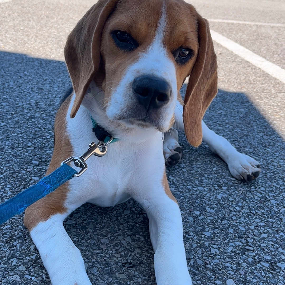 Azur participe au concours pour gagner de l'argent avec cette photo : animal, beagle, canine, close_up, collar, daylight, dog, ears, fence, greenery, leash, lying_down, nose, outdoor, pavement, paw, pet, puppy, sunlight, young