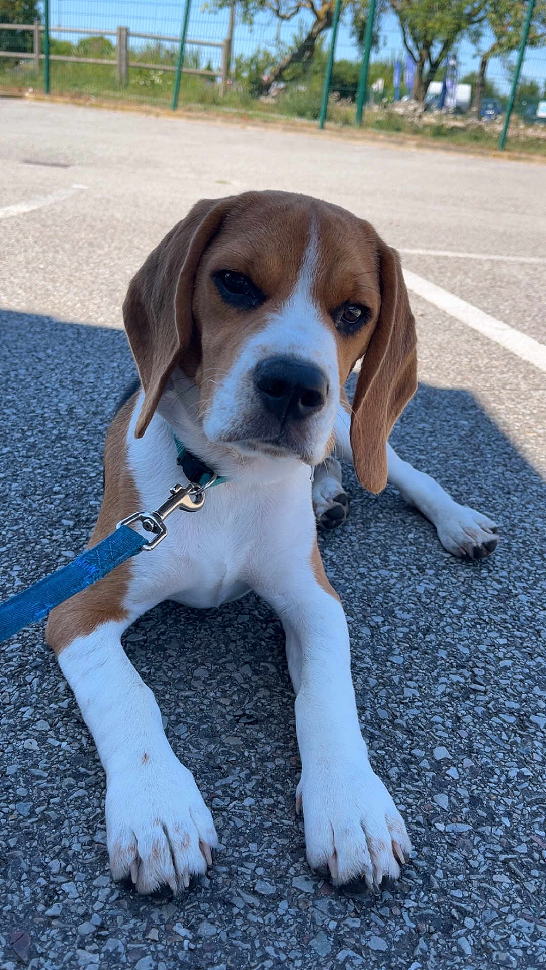 Azur participe au concours pour gagner de l'argent avec cette photo : dog, beagle, puppy, leash, collar, pavement, outdoor, sunlight, fence, greenery, pet, animal, lying_down, close_up, daylight, ears, nose, paw, young, canine