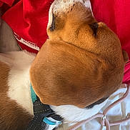 Azur participe au concours pour gagner de l'argent avec cette photo : dog, pet, sleeping, resting, collar, red_shirt, human, close_up, indoor, blanket, comfort, snuggle, fur, white, brown, black, cord, relaxation, companion, calm