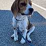 Azur a rejoint le concours — aidez-le/la à gagner de superbes lots ! beagle, dog, puppy, leash, sitting, outdoor, gravel, fence, shaded, pet, animal, collar, looking_away, young_dog, side_view, daylight, domestic_animal, quiet, cute, calm
