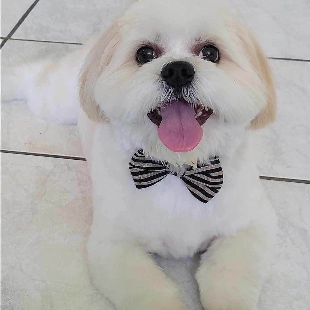 Rusty joined the competition — help win amazing prizes! adorable, animal, bow_tie, companion, cute, dog, domestic, fluffy, friendly, happy, indoor, mammal, paw, pet, playful, portrait, small_dog, tile_floor, tongue_out, white_fur