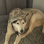 Ice is registered to the contest to win money with this photo: animal, bandana, bucket_hat, camouflage, canine, carpet, companion, cozy, dog, fur, hat, indoor, light_brown, lying_down, mammal, pet, portrait, relaxed, resting, white