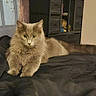 cat, gray_cat, fluffy_cat, bed, black_bedspread, indoor, furniture, cabinet, lamp, wall_art, picture_frames, decor, cozy, pet, animal, relaxed, yellow_eyes, curtains, room, resting