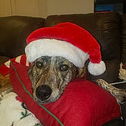 Maizy joined the competition — help win amazing prizes! dog, santa_hat, red_pillow, brown_couch, holiday_blanket, resting, pet, indoor, fur, face, animal, cute, christmas, cozy, relaxed, portrait, domestic, canine, closeup, decor