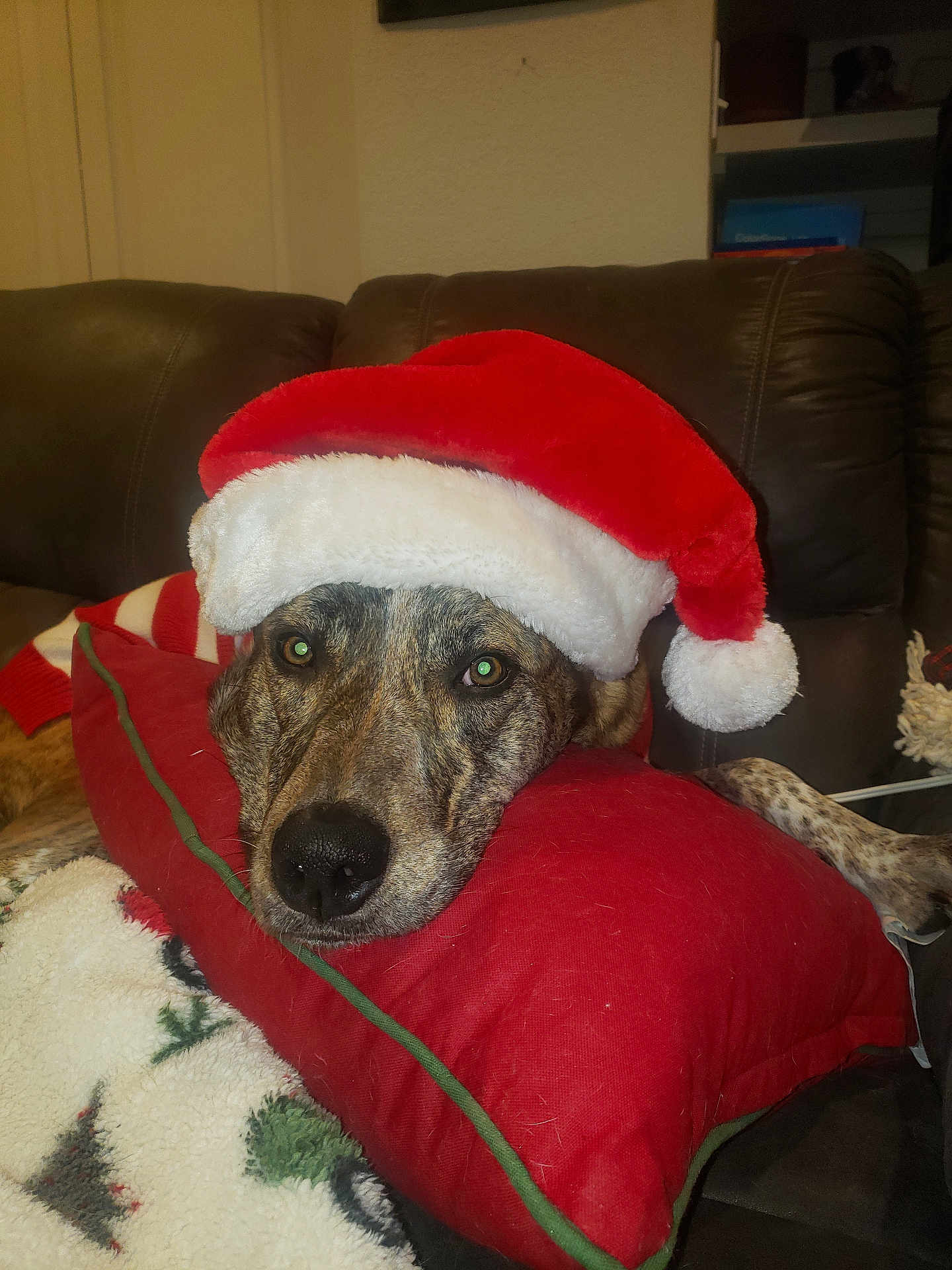 Maizy joined the competition — help win amazing prizes! dog, santa_hat, red_pillow, brown_couch, holiday_blanket, resting, pet, indoor, fur, face, animal, cute, christmas, cozy, relaxed, portrait, domestic, canine, closeup, decor