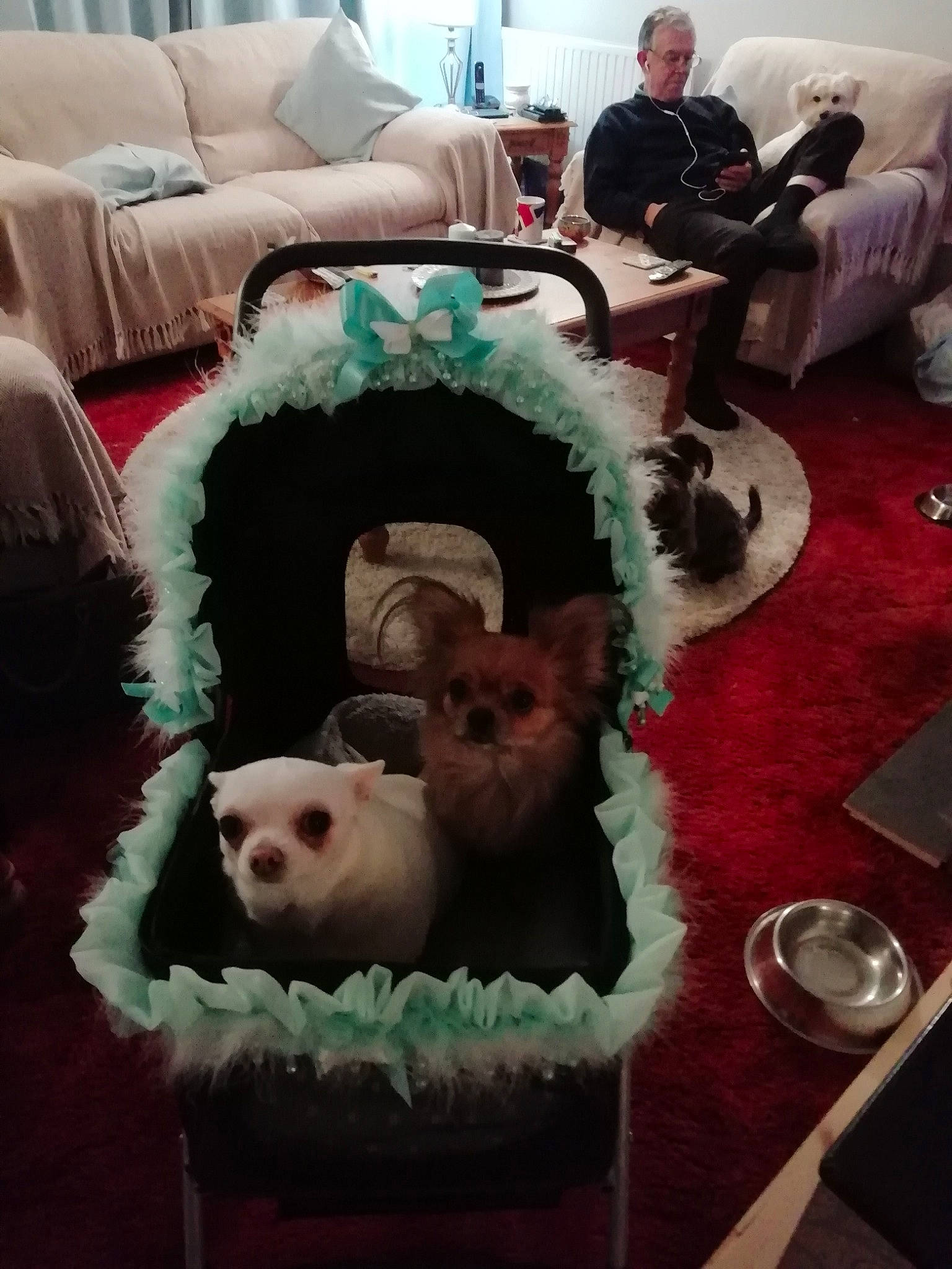 Shona And Kiki is registered to the contest to win money with this photo: carnivoran, dog, dog_like_mammal, mammal, non_sporting_group, person, puppy, vertebrate