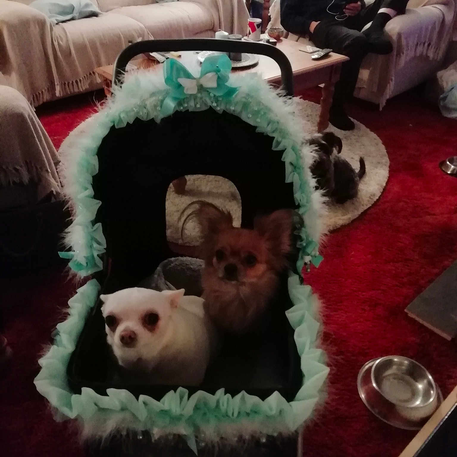 Shona And Kiki is registered to the contest to win money with this photo: carnivoran, dog, dog_like_mammal, mammal, non_sporting_group, person, puppy, vertebrate