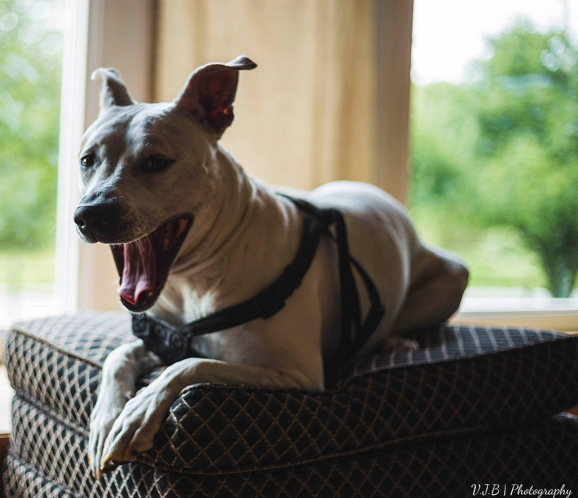 Subie joined the competition — help win amazing prizes! ancient_dog_breeds, canidae, carnivore, collar, comfort, companion_dog, dog, dog_breed, dog_collar, dog_supply, fawn, guard_dog, non_sporting_group, sighthound, snout, sporting_group, terrestrial_animal, whiskers, working_animal