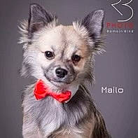 Mama a rejoint le concours — aidez-le/la à gagner de superbes lots ! canidae, carnivore, chihuahua, companion_dog, corgi_chihuahua, dog, dog_breed, dog_supply, ear, event, fawn, font, fur, german_spitz, pet_supply, photo_caption, snout, toy_dog, whiskers, working_animal