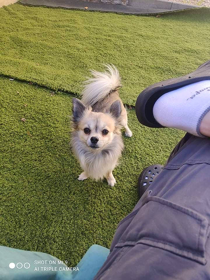 Mama participe au concours pour gagner de l'argent avec cette photo : canidae, carnivore, companion_dog, dog, dog_breed, dog_supply, fawn, fur, german_spitz, german_spitz_klein, grass, lawn, obedience_training, pomeranian, small_terrier, snout, spitz, sporting_group, toy_dog, volpino_italiano