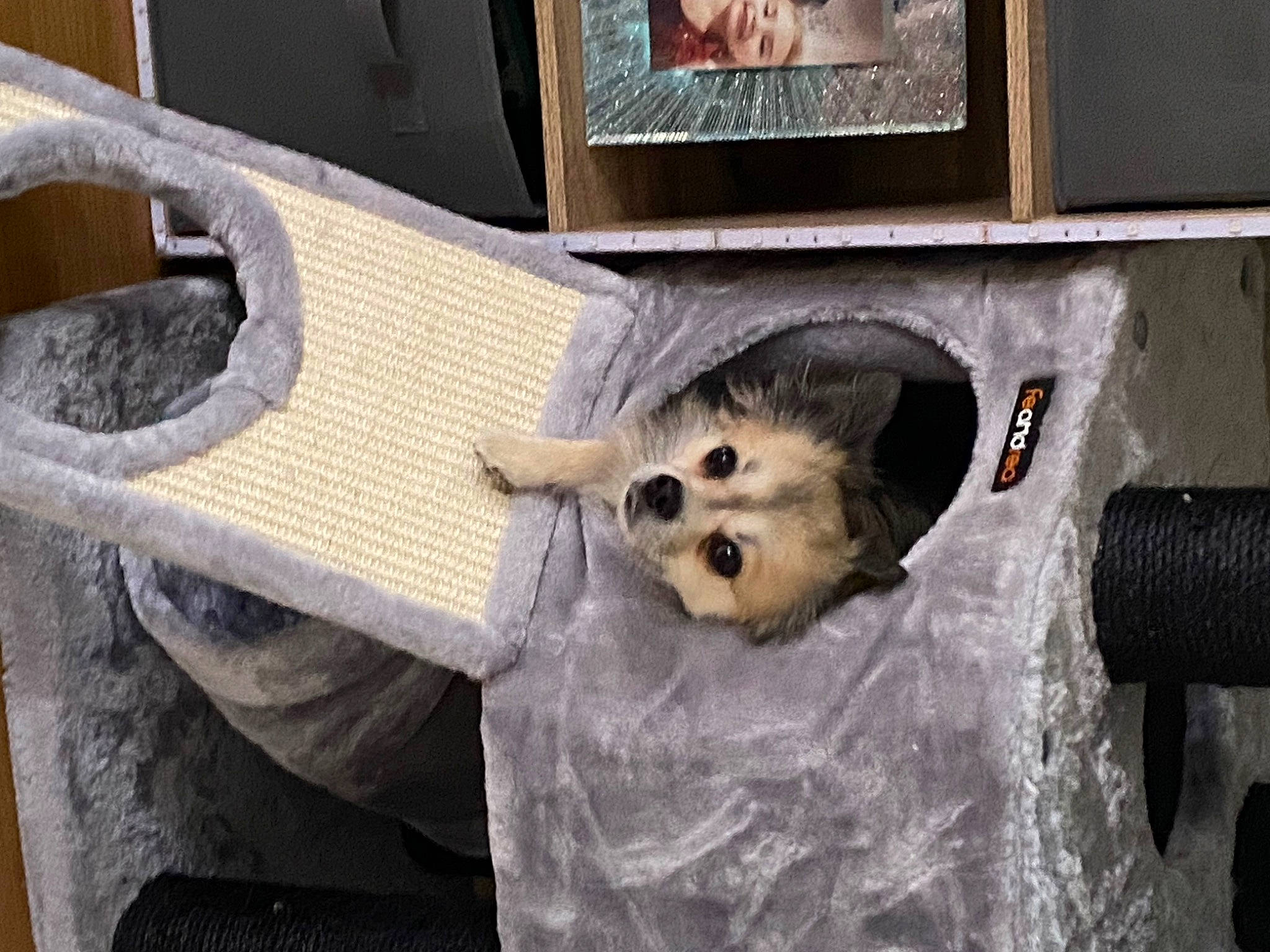 Mama a rejoint le concours — aidez-le/la à gagner de superbes lots ! animal_shelter, carnivore, companion_dog, dog_breed, dog_supply, fawn, felidae, ferret, fur, hamster, marsupial, mustelidae, pet_supply, possum, procyonidae, rodent, small_to_medium_sized_cats, toy_dog, whiskers, wood