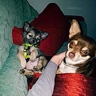 Mama participe au concours pour gagner de l'argent avec cette photo : canidae, carnivore, comfort, companion_dog, dog, dog_breed, dog_supply, ear, fawn, felidae, fur, non_sporting_group, photo_caption, sitting, small_to_medium_sized_cats, sporting_group, whiskers, working_animal