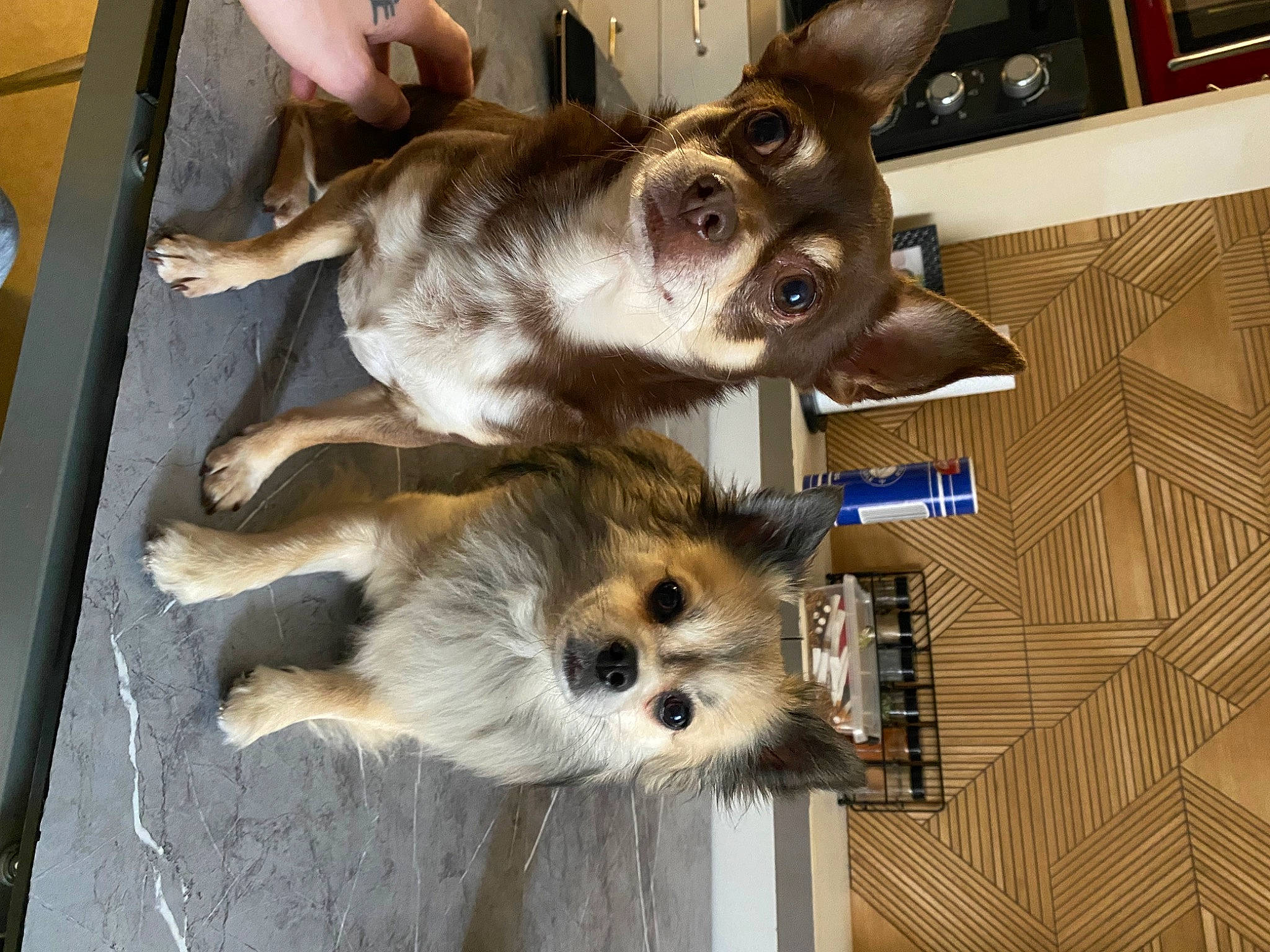 Nouki a rejoint le concours — aidez-le/la à gagner de superbes lots ! canidae, carnivore, collar, companion_dog, dog, dog_breed, dog_supply, fawn, fur, non_sporting_group, pet_supply, puppy, snout, spitz, sporting_group, toy_dog, working_animal, working_dog