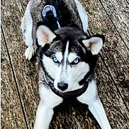 Nala joined the competition — help win amazing prizes! dog, husky, blue_eyes, black_and_white_fur, harness, wooden_floor, playful_pose, pet, animal, outdoor, alert, canine, fur, paw, snout, ears, tail, portrait, companion, pet_accessory