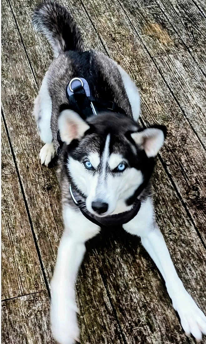 Nala joined the competition — help win amazing prizes! dog, husky, blue_eyes, black_and_white_fur, harness, wooden_floor, playful_pose, pet, animal, outdoor, alert, canine, fur, paw, snout, ears, tail, portrait, companion, pet_accessory