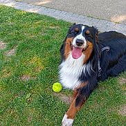 Taya a rejoint le concours — aidez-le/la à gagner de superbes lots ! animal, bernese_mountain_dog, black_fur, brown_fur, canine, dog, grass, happy, leash, nature, outdoor, park, pavement, pet, playing, resting, sunlight, tennis_ball, tongue_out, white_fur