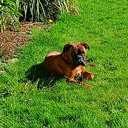 Sandji participe au concours pour gagner de l'argent avec cette photo : animal, brown_dog, canine, daylight, dog, domestic_animal, garden, grass, greenery, lawn, leaf, nature, outdoor, pet, plant, relaxed, resting, shrub, summer, sunlight