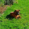animal, brown_dog, canine, daylight, dog, domestic_animal, garden, grass, greenery, lawn, leaf, nature, outdoor, pet, plant, relaxed, resting, shrub, summer, sunlight